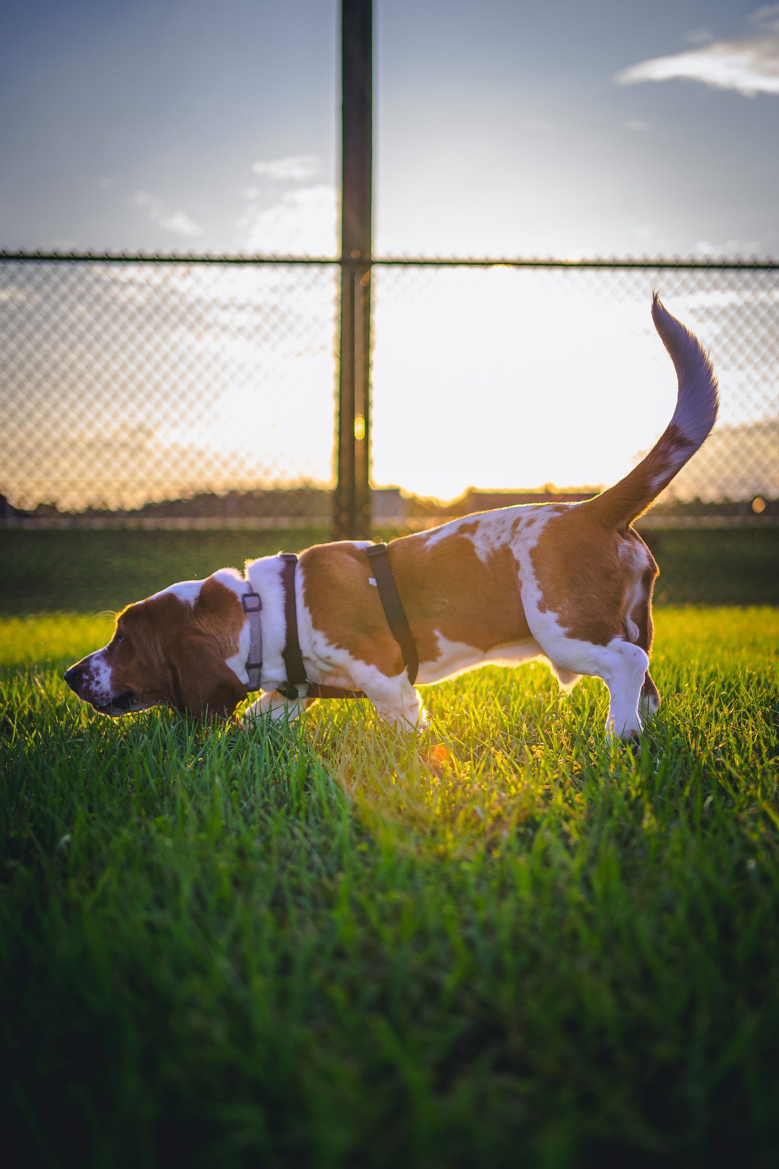 Basset hound wearing a harness at a St. Petersburg dog park at sunset