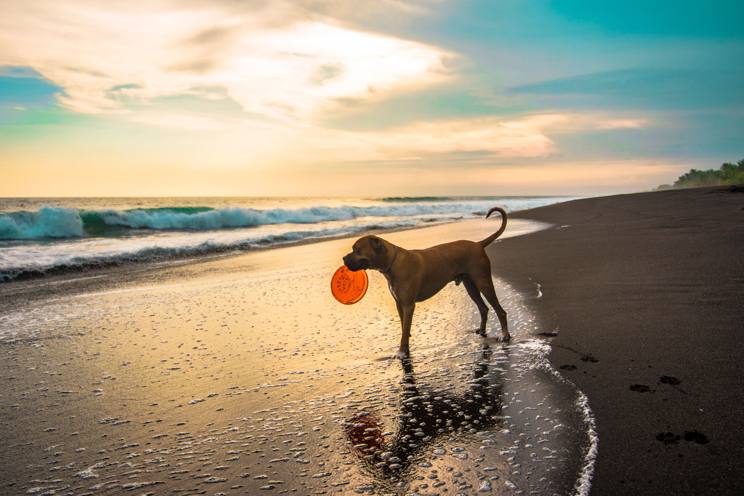 Dog playing fetch with a frisbee on a St. Petersburg FL beach at sunset