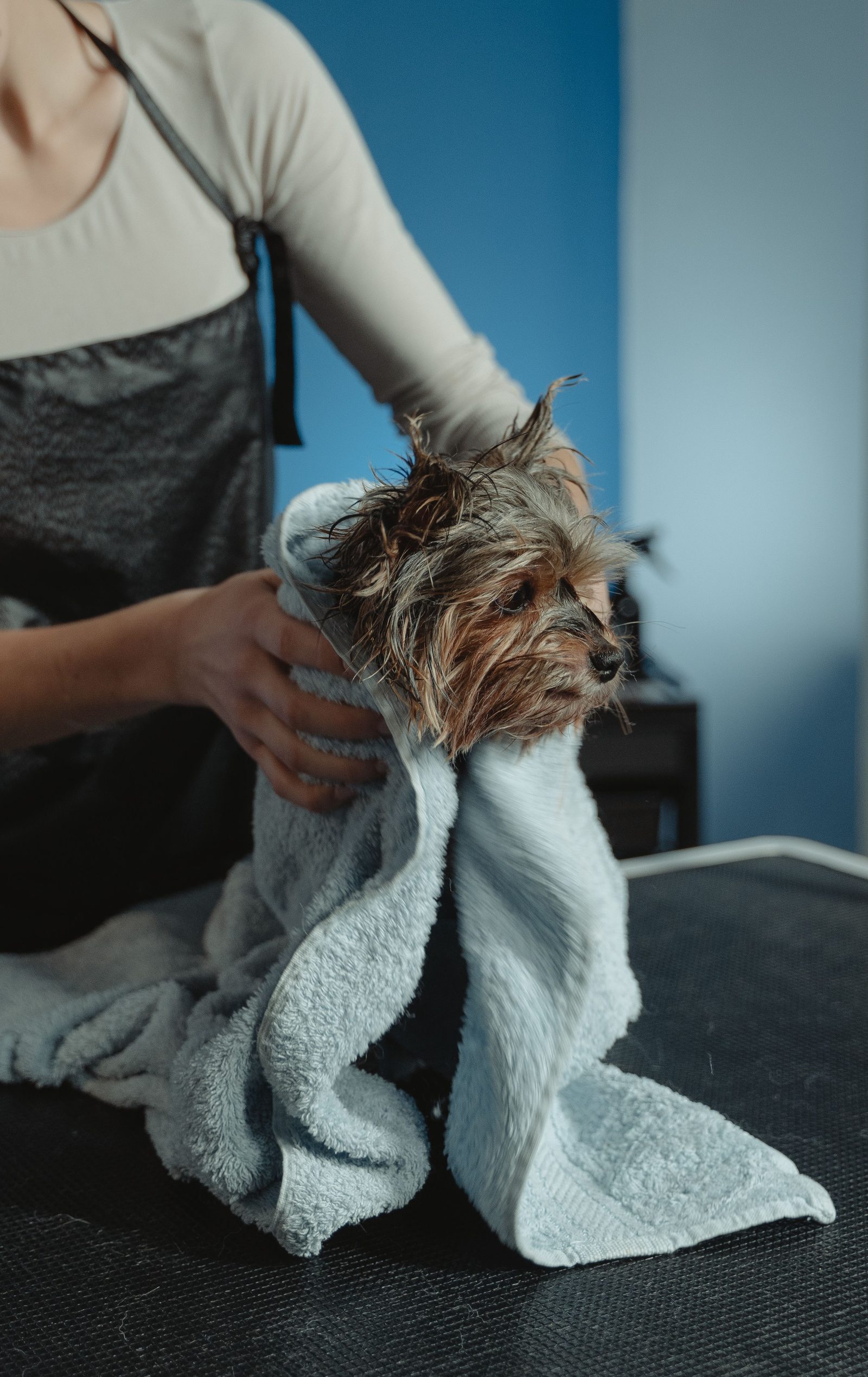 Small dog being towel-dried after a bath at a St. Pete groomer