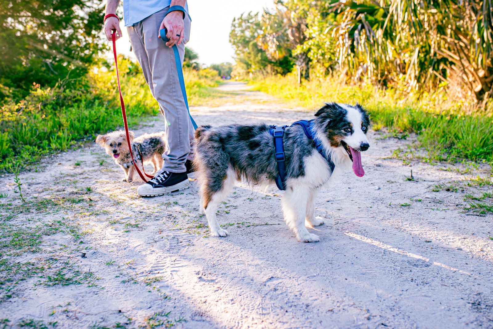 Two leashed dogs walking a shaded nature trail in St. Petersburg