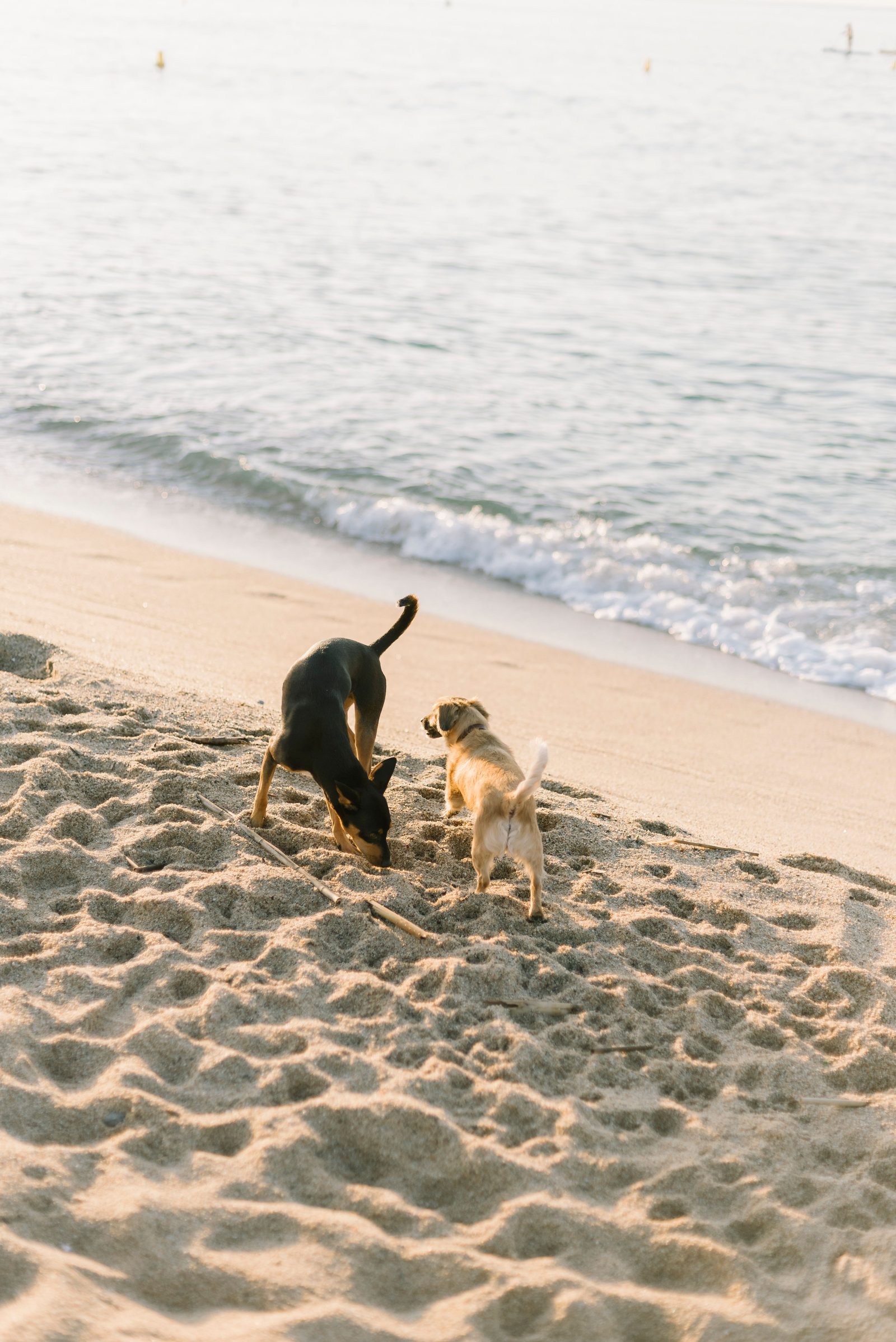 Two dogs playing and digging in the sand at a St. Petersburg FL dog beach