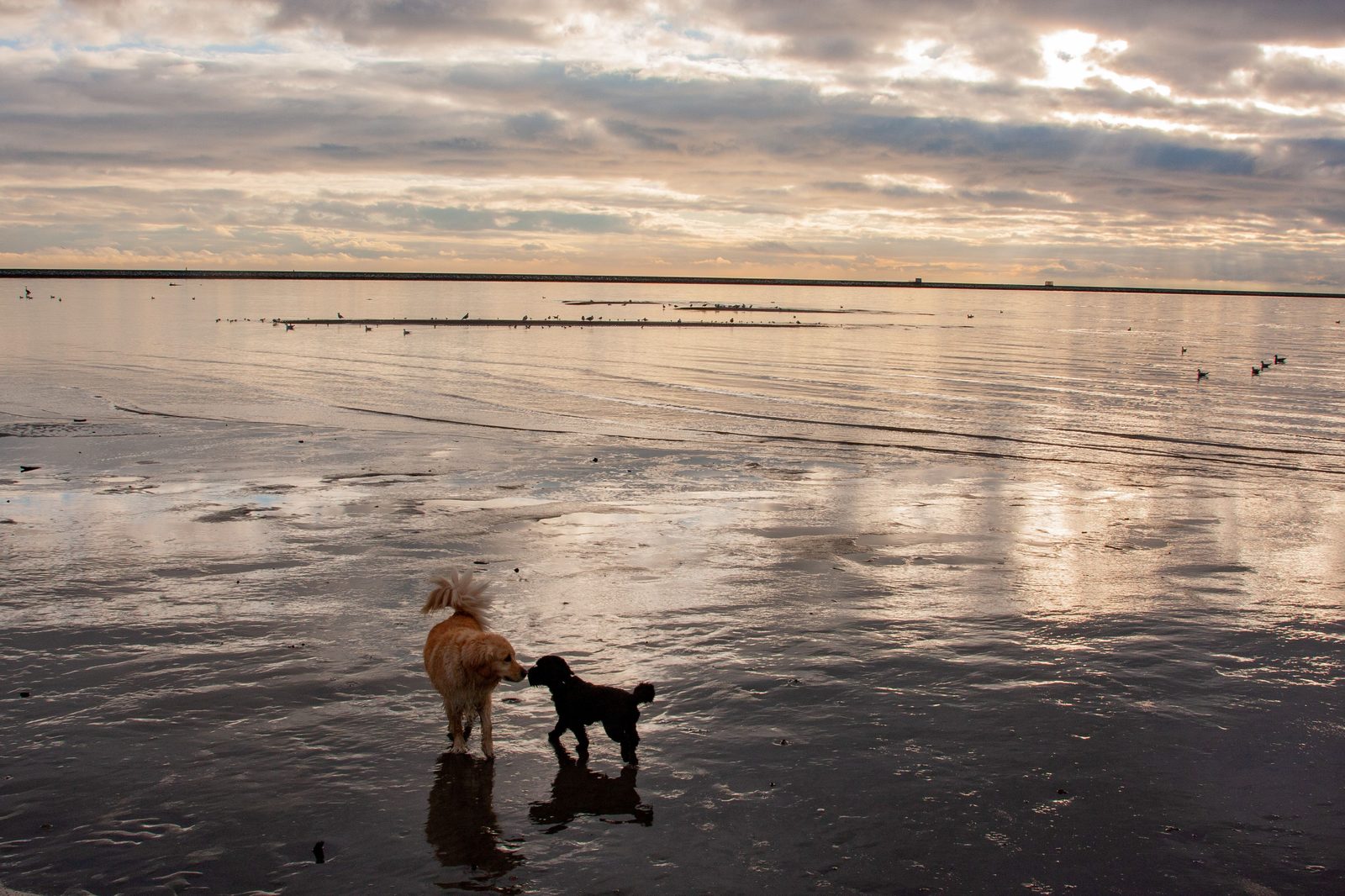 Two dogs greeting each other at sunset on the beach at Lassing Park, St. Petersburg