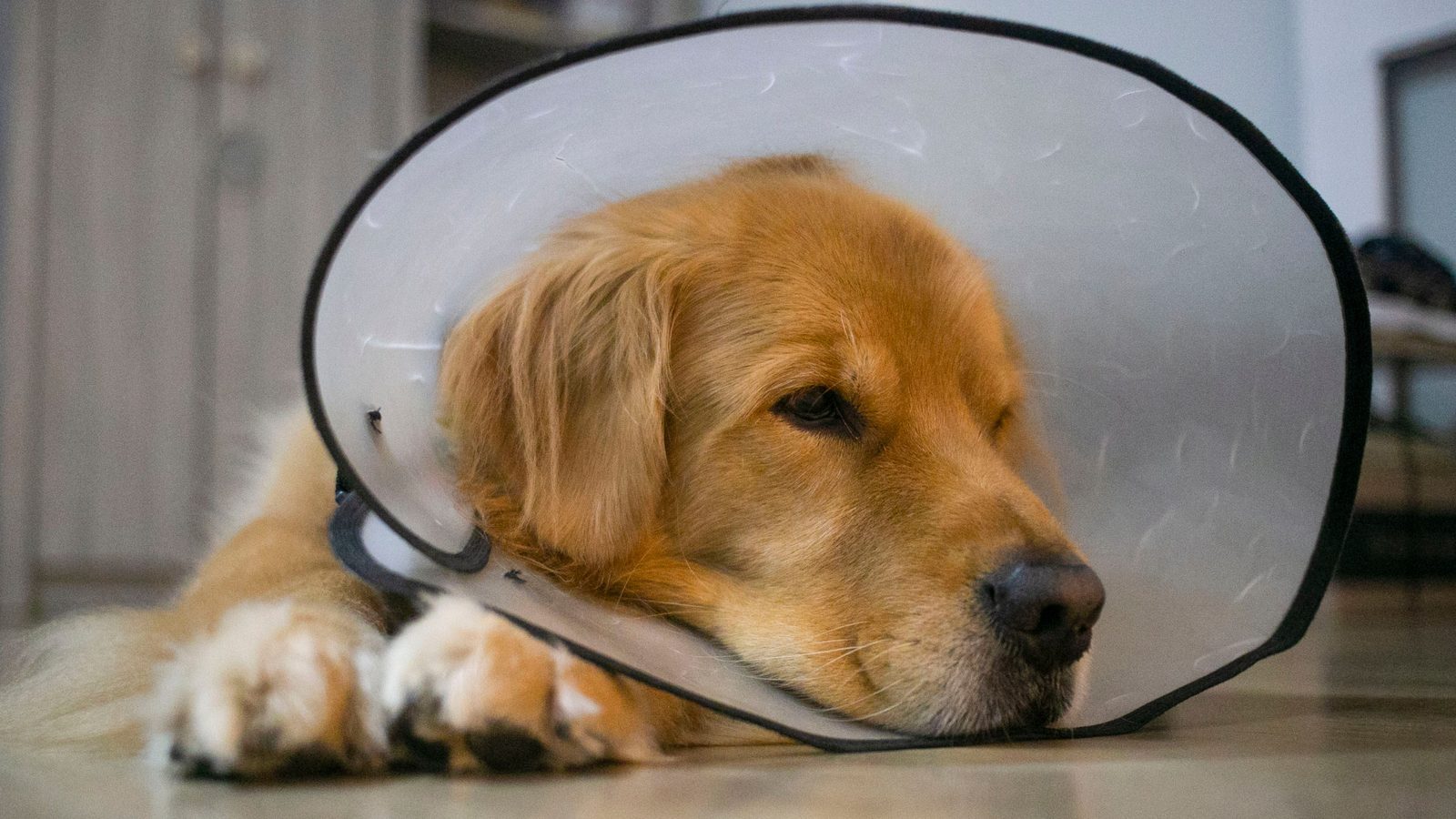 Golden retriever wearing a recovery cone after a vet visit in St. Petersburg