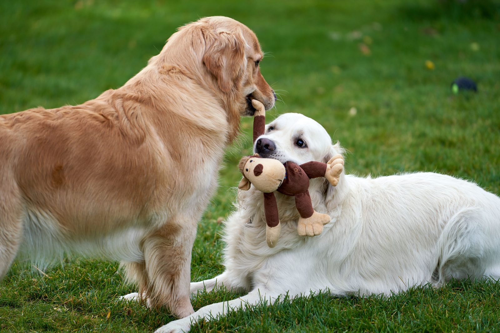 Two golden retrievers playing with a toy at a St. Pete dog park