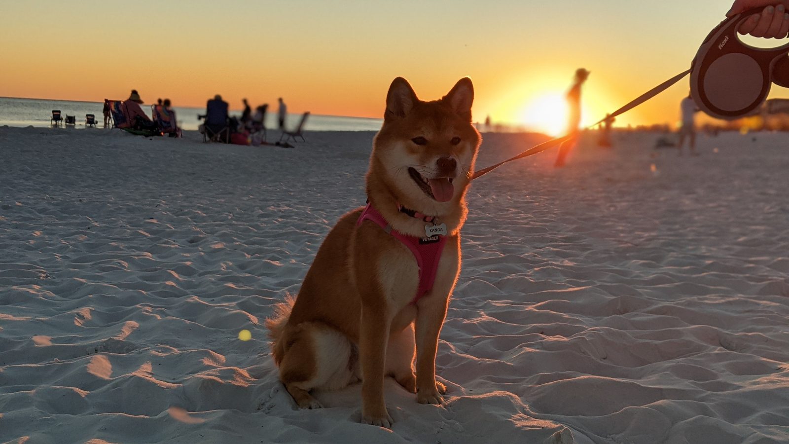Shiba Inu dog on a leash at a St. Petersburg FL beach at sunset